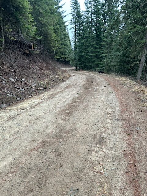 A photo of Road 377 with no snow taken February 2024